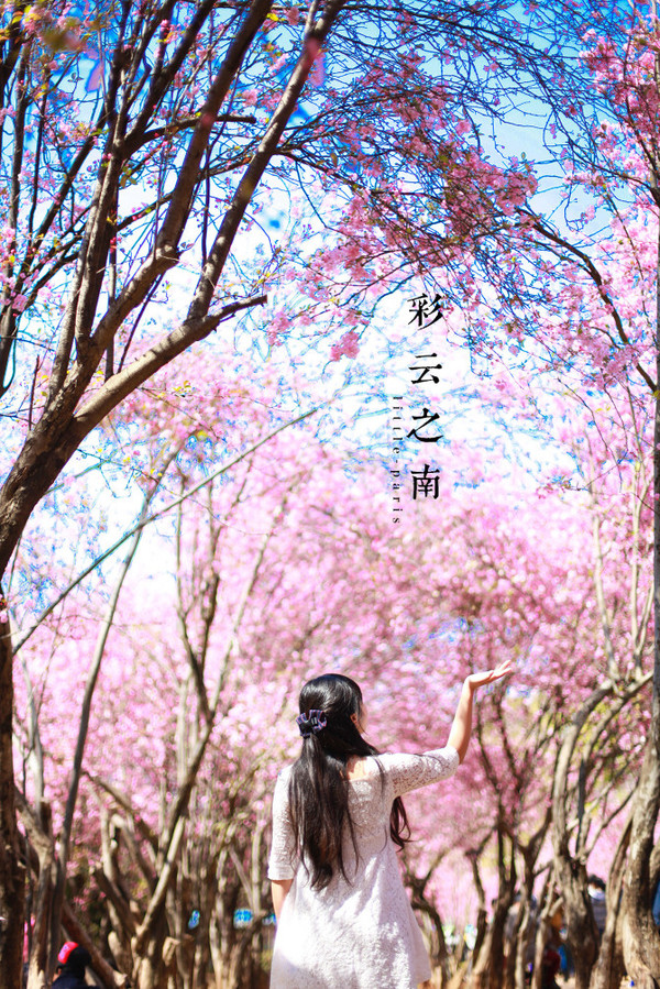 恋在彩云之南---昆明,丽江,大理