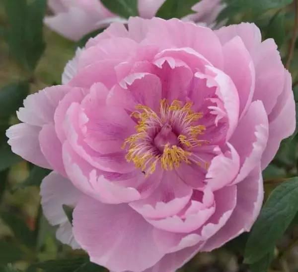 这7种食用花卉秀色可餐,养着让你的健康