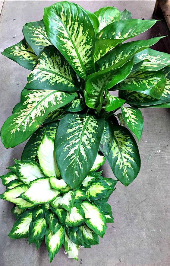 10种不见光照样精神抖擞的花草!