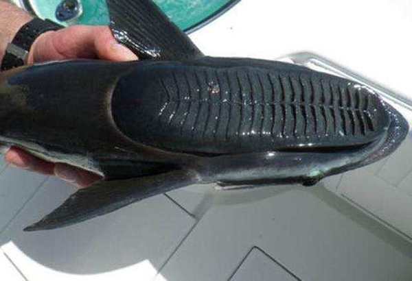 男子海上发现黄色物体,钓起来后被吓得全身冒汗!