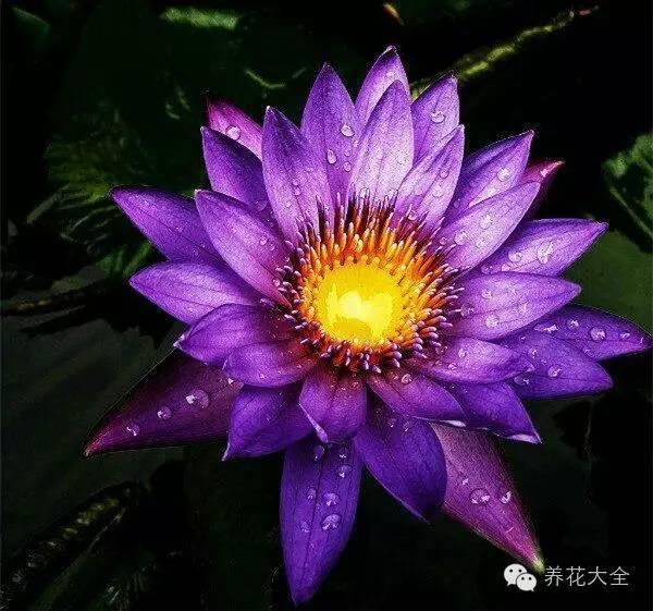 睡火莲被誉为格兰蒂亚最娇贵的花,紫色的花瓣高贵雅致,中间有着金色