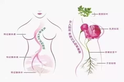 女性一定要知道 养胸比养脸更重要 健康频道 手机搜狐