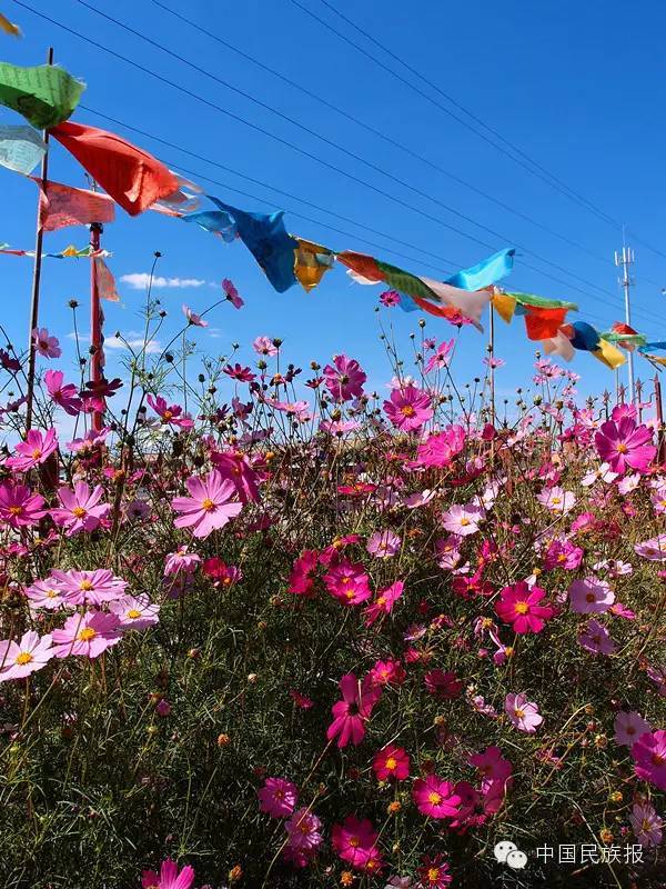 藏族幸福之花 格桑花 新闻频道 手机搜狐 藏族幸福之花 格桑花 新闻频道 手机搜狐