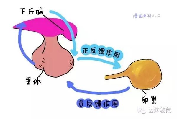 內分泌檢查這麼神奇?