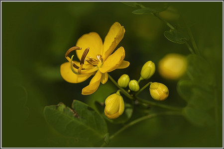 河州牡丹 槐花有哪些种类 时尚频道 手机搜狐