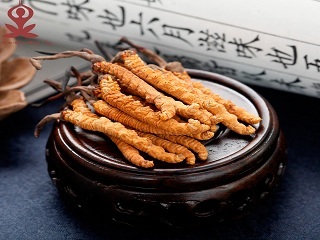 贵如黄金的冬虫夏草要怎么吃效果更好 健康频道 手机搜狐 贵如黄金的冬虫夏草要怎么吃效果更好 健康频道 手机搜狐