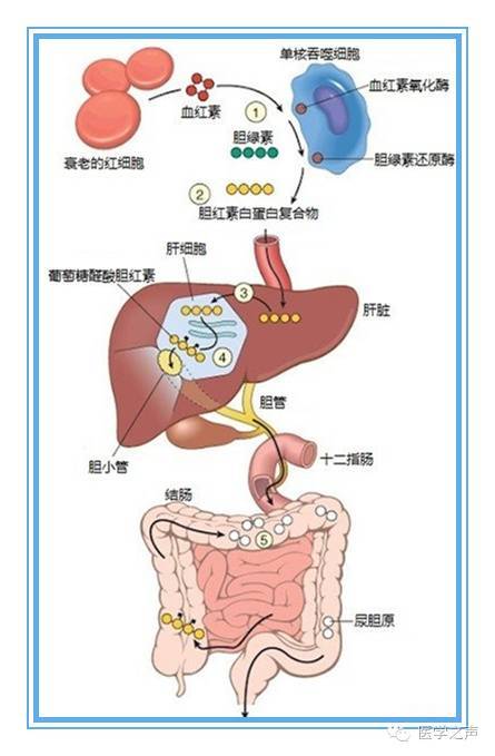 胆红素 你从哪里来 将要去何方 健康频道 手机搜狐