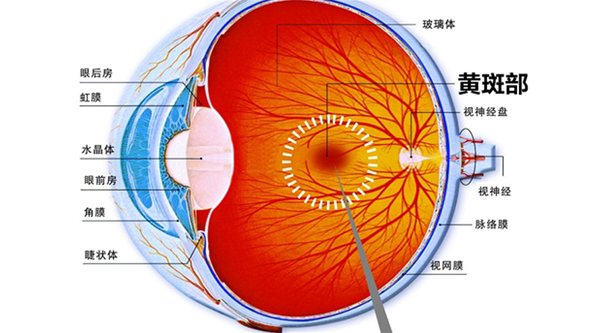 叶黄素竟会从眼睛流失 这4种人要注意黄斑部病变 阿波罗新闻网