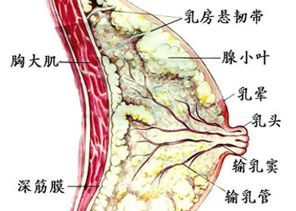 这样摸胸 胸变大 如此揉脸 脸变小 健康频道 手机搜狐