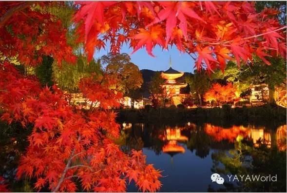 现在就要去 11月的京都夜枫 日本 旅行 美食频道 手机搜狐