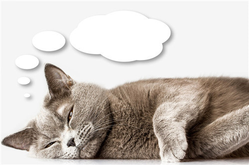 猫咪便秘有哪些症状，猫咪便秘怎么办-新闻频道-手机搜狐