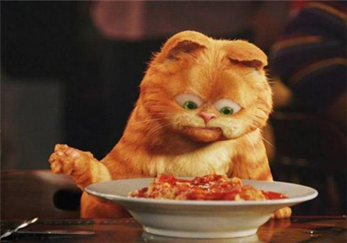 猫咪便秘有哪些症状，猫咪便秘怎么办-新闻频道-手机搜狐