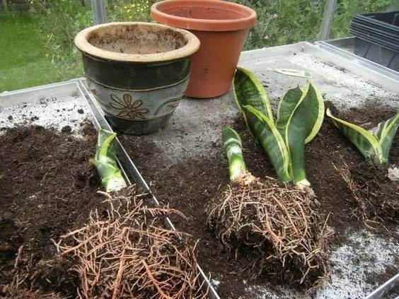 虎皮兰不断"爆盆",家里都没盆养,咋养的?