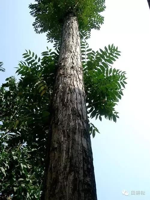 民间传说:正月初一抱椿树王