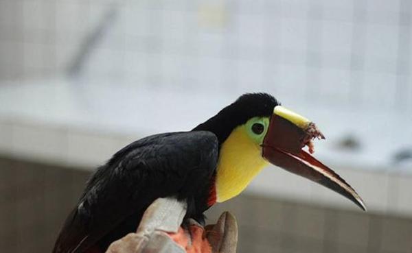巨嘴鸟的上嘴被扔在地上 动物爱好者帮它做了个样 新闻频道 手机搜狐