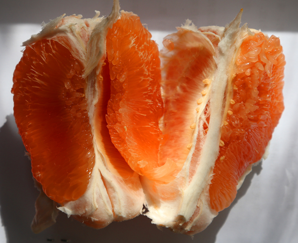 刘洪进摄 为培育金橙蜜柚种苗,平和县农业局新技术开发部红香蜜柚果苗