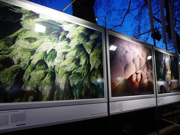 伦敦露天摄影展劲爆眼球的画展