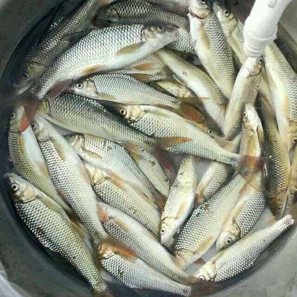 还有青鱼,就是这个样子,这个鱼对水质要求极高,人工养殖是不可能的事