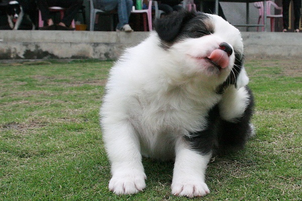 狗狗皮肤病的真相 我一定要告诉你 新闻频道 手机搜狐