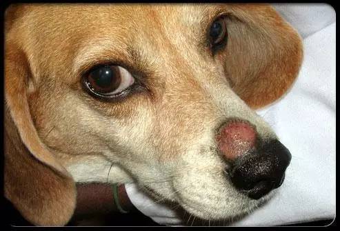 狗狗皮肤病的真相 我一定要告诉你 新闻频道 手机搜狐