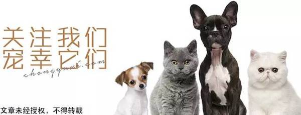 狗狗皮肤病的真相 我一定要告诉你 新闻频道 手机搜狐