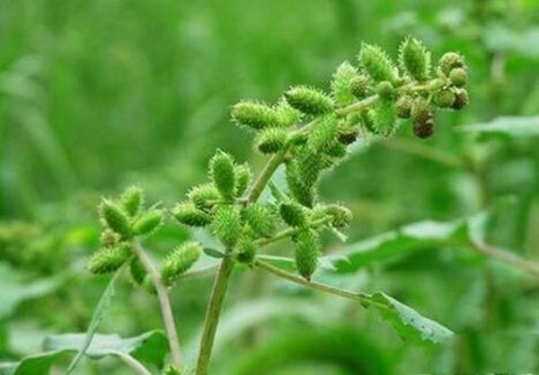 耳鸣肾虚,农村的这种野草治疗效果好的不得了!