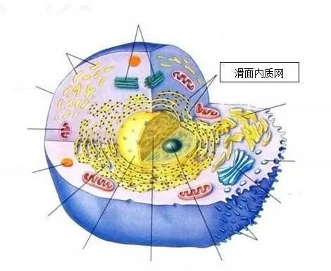 卵母細胞滑面內質網聚集是個什麼東東?