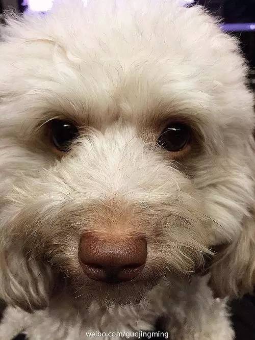 周杰伦也养了一只博美?你不知道的明星宠物