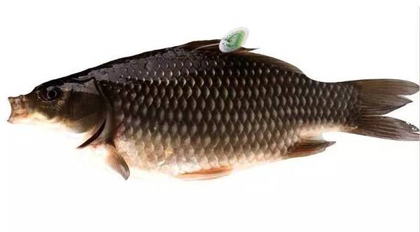 好吃嘴些赶快来抢欺头!