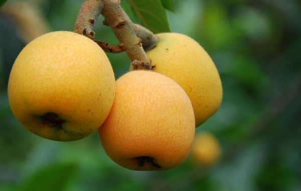 安徽特色水果--三潭枇杷