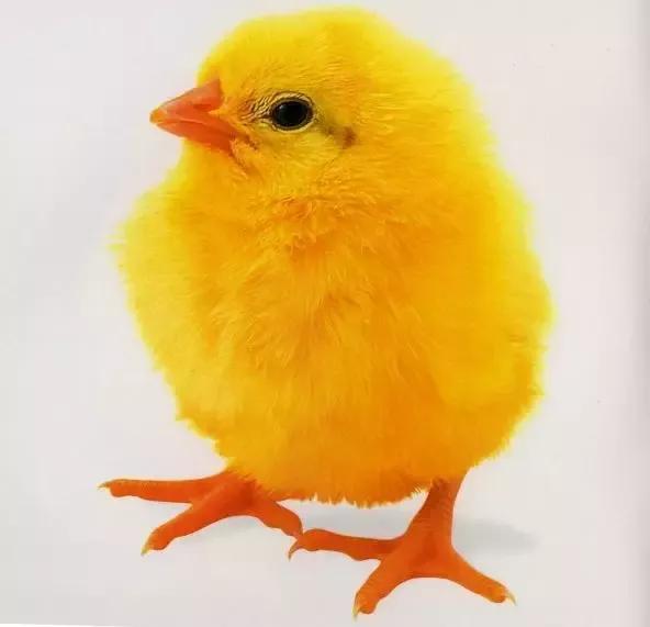 那些年被我们捉弄的小动物,你还记得吗?