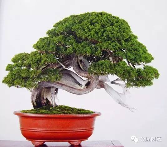 盆景的创作与整形 新闻频道 手机搜狐