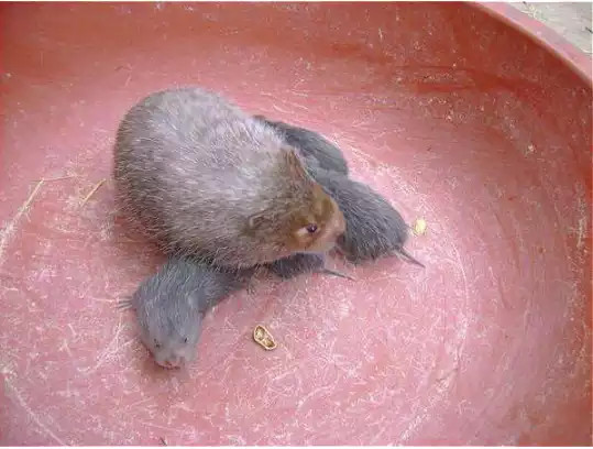 小时候见过一次,但是现在山上越来越少了,市面上很多野猪肉都不是真的