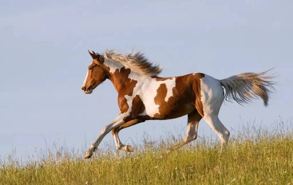 的马 騜(huáng) 毛色黄白相杂的马 毛色黄白相杂的马,亦称"桃花马"