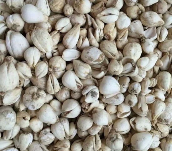 4,百合科植物梭砂贝母的干燥鳞茎为炉贝母.