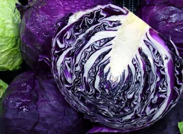 purple cabbage 紫甘蓝