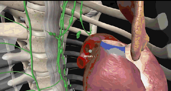 举个栗子 如果你只想看具体的神经 就可以去除肌肉和骨骼 神经结构