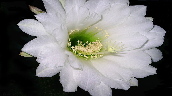 昙花的种植方法 昙花和假昙花的区别 新闻频道 手机搜狐