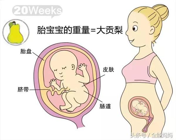 孕期麻麻 孕周胎儿发育和妈妈变化 接好孕 母婴频道 手机搜狐