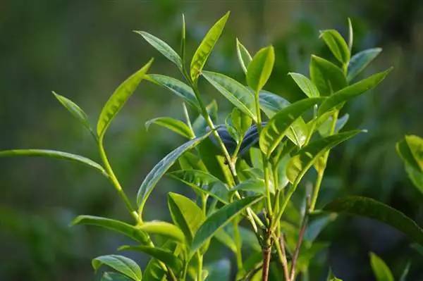 昔归:与班章,冰岛合称"三大茶业新秀"