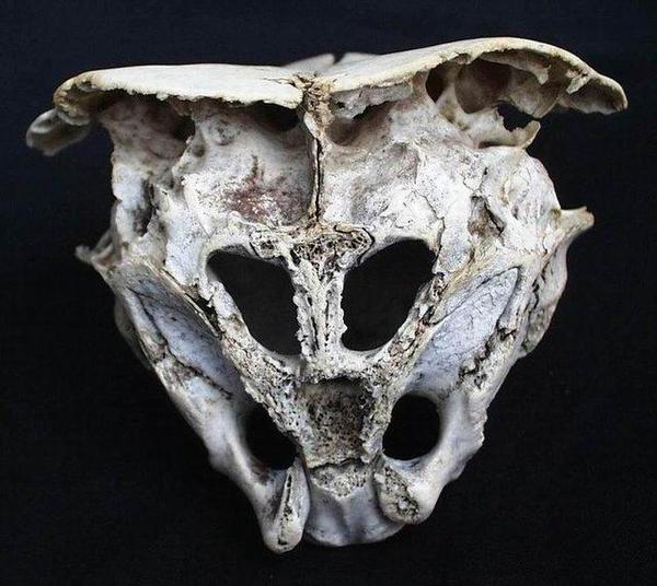 外星人或托梦?4图回顾15年前的罕见头骨