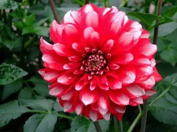 这些开花好看还好养的花 新手花友们一定不能错过 时尚频道 手机搜狐