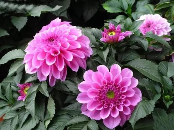 这些开花好看还好养的花 新手花友们一定不能错过 时尚频道 手机搜狐