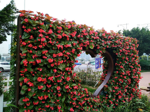会展东站广场中种了很多花,绿花也很好,例如这心形花墙就吸引了不少