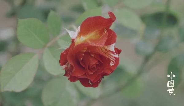 小园艺 就是爱月季别叫我停下来 年底该给月季换新盆了 时尚频道 手机搜狐