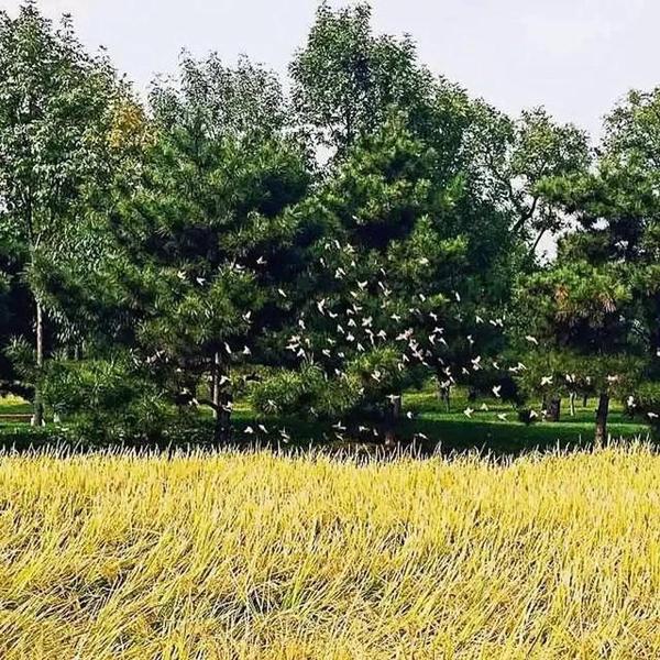 郁达夫曾在《北平的四季》中写道"北方生活的伟大幽闲,也只有在冬季