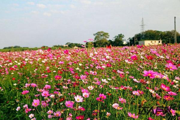 周末去哪玩 石排"花千谷"赏梦幻格桑花海