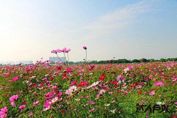周末去哪玩 石排"花千谷"赏梦幻格桑花海