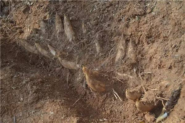 遂昌"笋王"一根竹鞭长出18个冬笋!你绝对没见到过