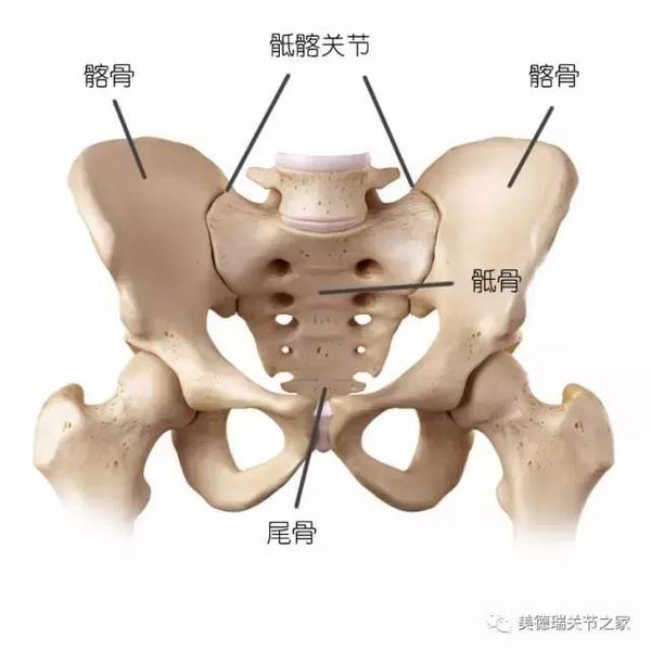 骶髂关节图片